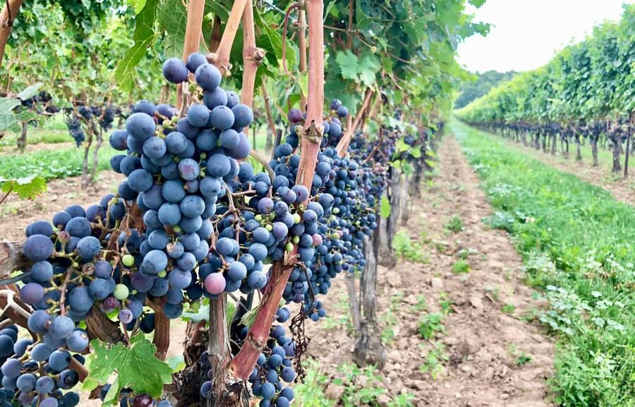Toronto: Niagara-on-the-Lake, Wine Tasting & Chocolate Tour - Jackson Triggs is the main event