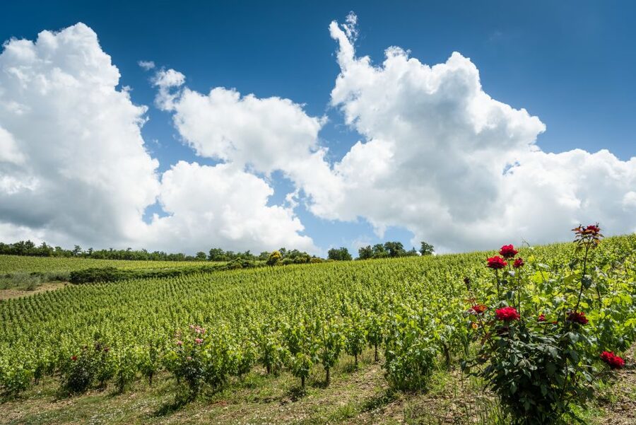 Total Immersion Wine Tour in Chianti - Inside the cellar, from harvest to barrel
