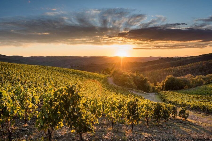 Total Immersion Wine Tour in Chianti - Starting above the vines at 600 meters