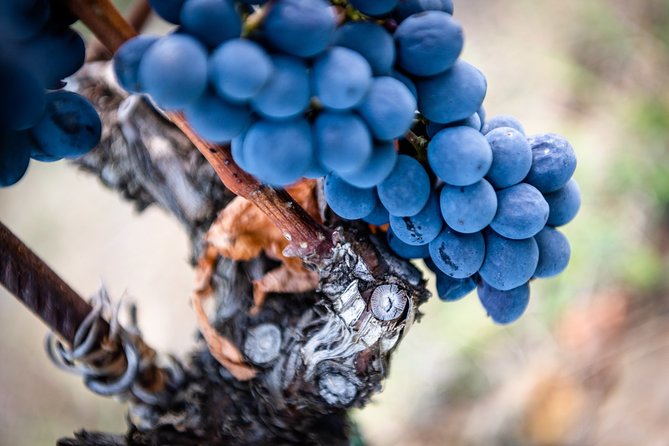 Tour and Tasting at an Organic Winery in the Heart of Chianti Classico Area - Who will enjoy this experience most