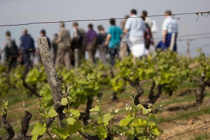 Tour of a Vineyard, Winery & Cellar with Wine Tasting in Vouvray, Loire Valley - Key points to know before booking