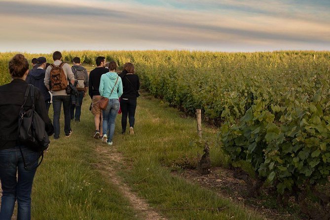 Tour of a Vineyard, Winery & Cellar with Wine Tasting in Vouvray, Loire Valley - Is the $65.17 price good value?