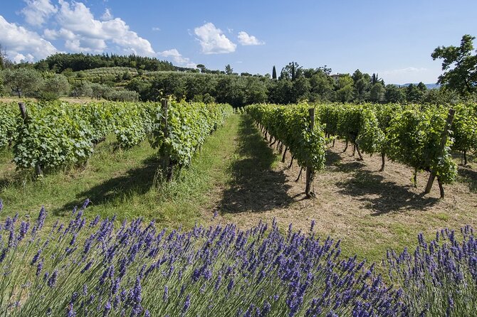 Tour through the vineyards and wine and olive oil tasting in Tuscany - Getting there and planning around the timing