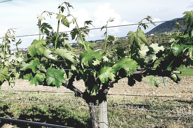 Troodos Mountains Grape Escape: All Inclusive Food & Wine Tour - Meze lunch with drinks included