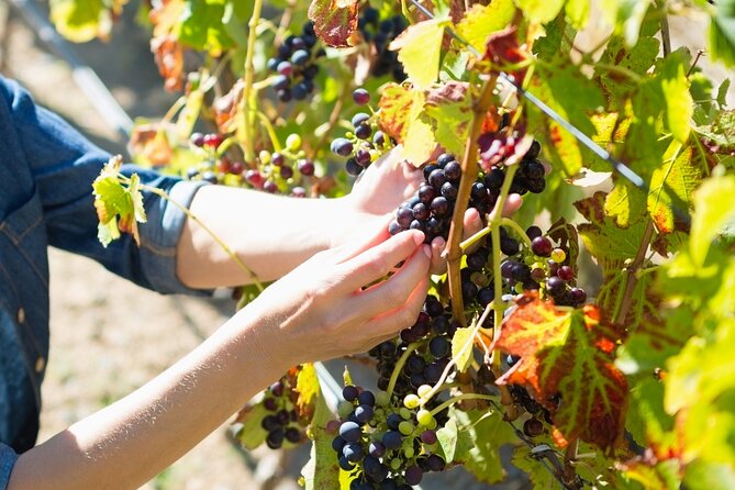 Troodos Mountains Grape Escape: All Inclusive Food & Wine Tour - Pickup from Ayia Napa, Protaras, or Larnaca
