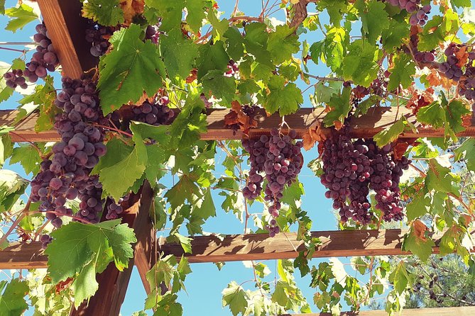 Troodos Mountains Vino Venture: All Inclusive Full Day Wine Tour - Three wineries, three different personalities