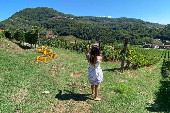 Tuscan Wine Tour in Lucca by van - Is $180.27 a fair price?