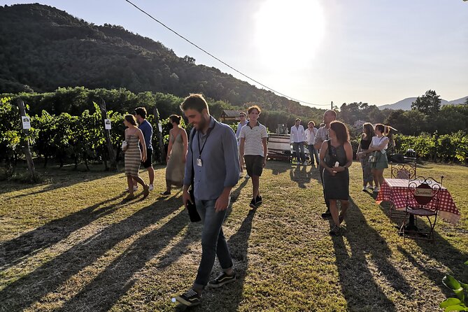 Tuscan Wine Tour in Lucca by van - First stop: a working winery near Lucca