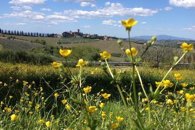 Tuscany Bike Tours Through the Chianti Hills with Wine Tasting - Who Will Enjoy This Ride Most