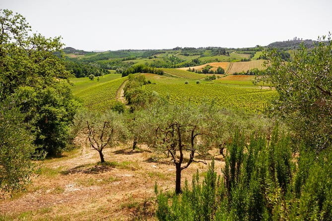 Tuscany Day Trip from Florence: Siena, San Gimignano, Pisa and Lunch at a Winery - A very full day from Florence