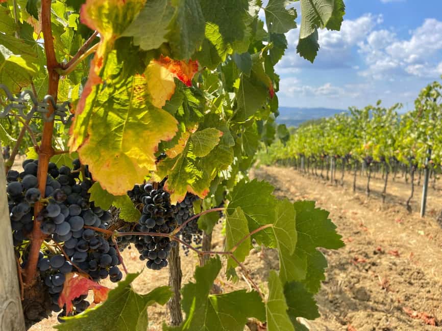 Tuscany Wine Tour : 2 Wineries & San Gimignano from Florence - First winery: a broad introduction to Tuscan wine