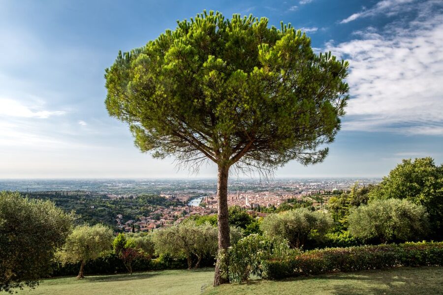 Verona: Wine Tasting with Snacks and Panoramic Views - Cold cuts, cheeses, and a proper pause