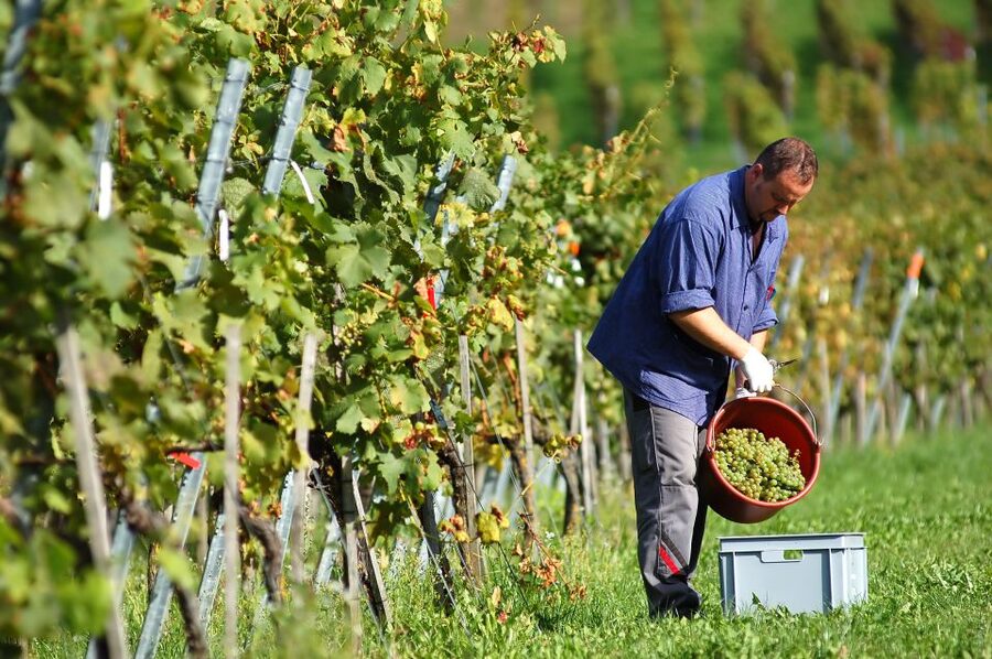 Vineyard Sips: Family Winery Tour & Gourmet Tasting in Corfu - The wines: Kakotrigis, White, Red, and Rose