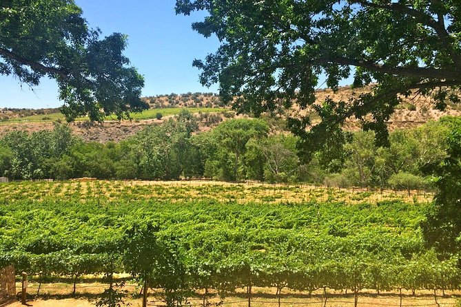 Visit 4 Wineries in Limo Party Bus-Includes Charcuterie Lunch! - Javelina Leap, wine production behind the tasting room