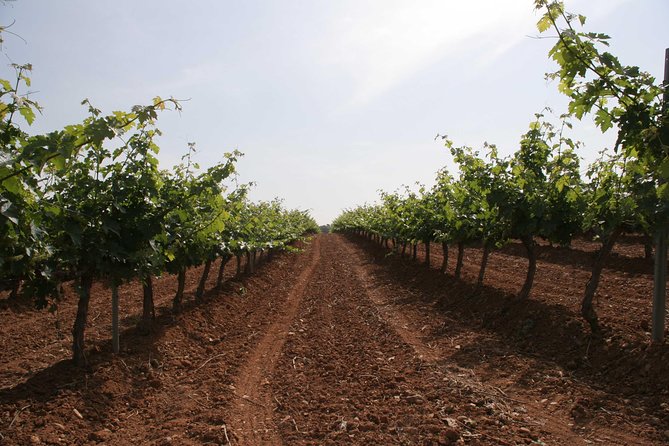 Visit and wine tasting with sausage and BODEGA PIRINEOS cheese - The Guides and Tone of the Visit