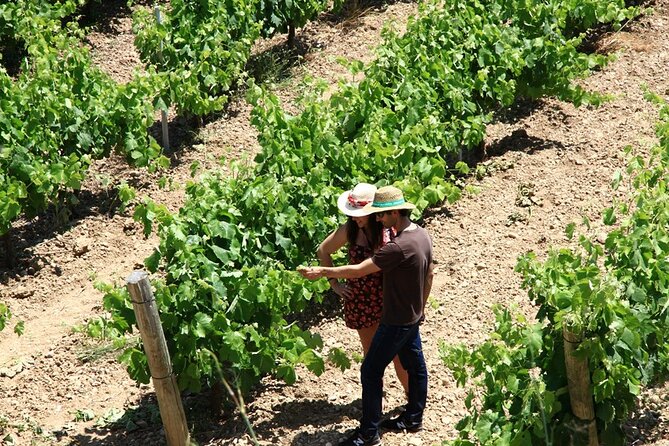 Viticulture and Wine-Tasting 3-Hour Trip from Barcelona - Is $42.99 good value?