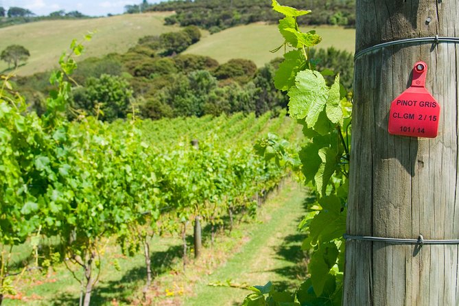 Waiheke island Wine Tours - PREMIUM wine tasting MAX 11 clients ! - A genuinely small group, with one caveat
