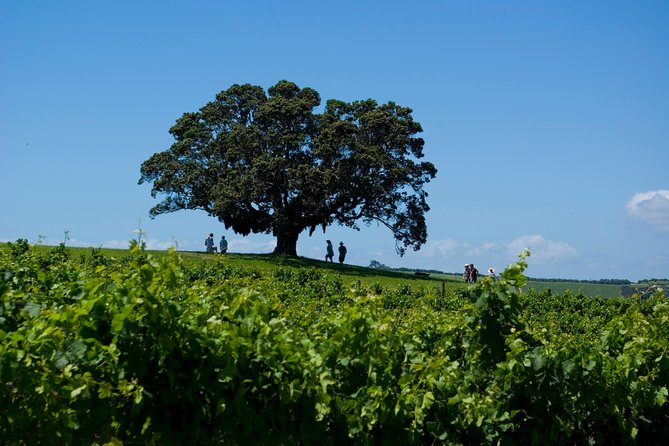 Waiheke island Wine Tours - PREMIUM wine tasting MAX 11 clients ! - Who will enjoy this Waiheke day most