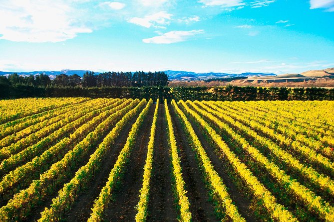 Waipara Wine Tour from Christchurch - including Lunch & Tastings - Pegasus Bay and the most memorable final stop