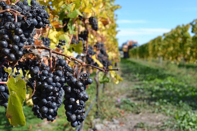 Waipara Wine Tour from Christchurch - including Lunch & Tastings - How the tasting schedule really feels