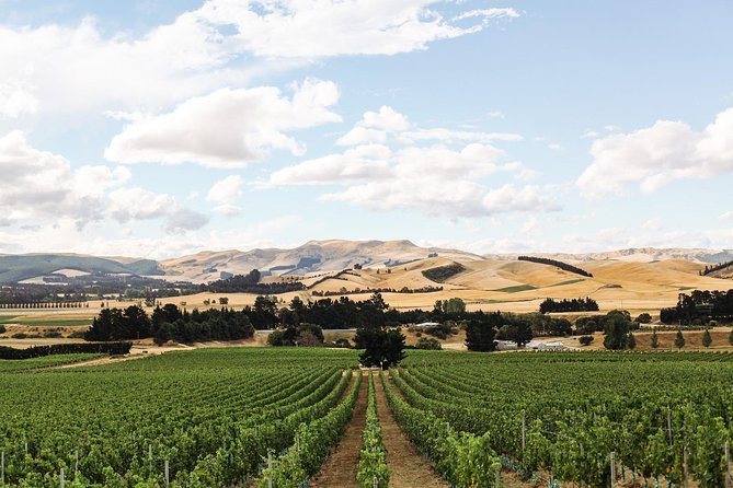 Waipara Wine Tour from Christchurch - including Lunch & Tastings - The value of the $117.91 price