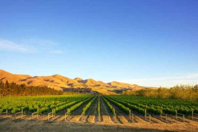 Waipara Wine Tour from Christchurch - including Lunch & Tastings - The first stop: lunch and wine at Waipara Springs