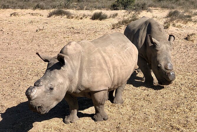 Wildlife Safari, Olive, Beer/Wine Tasting Day Tour from Cape Town - A safari and tasting day built around variety
