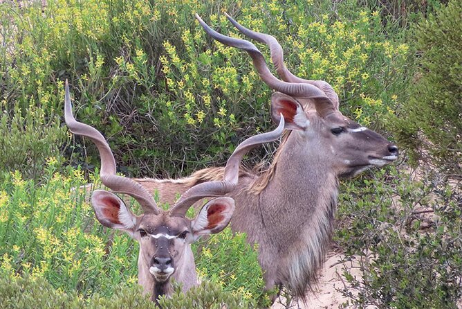Wildlife Safari, Olive, Beer/Wine Tasting Day Tour from Cape Town - Darling Sweets and the little gift stop
