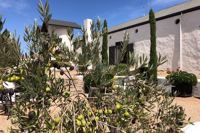 Wildlife Safari, Olive, Beer/Wine Tasting Day Tour from Cape Town - Darling Olives and an unexpectedly good tasting
