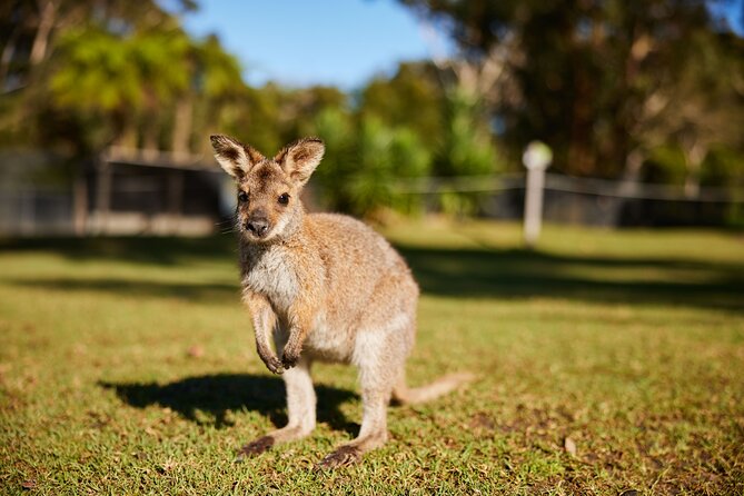 Wildlife, Waterfalls and Wine Day Tour from Sydney - Boutique wine tasting to finish the route