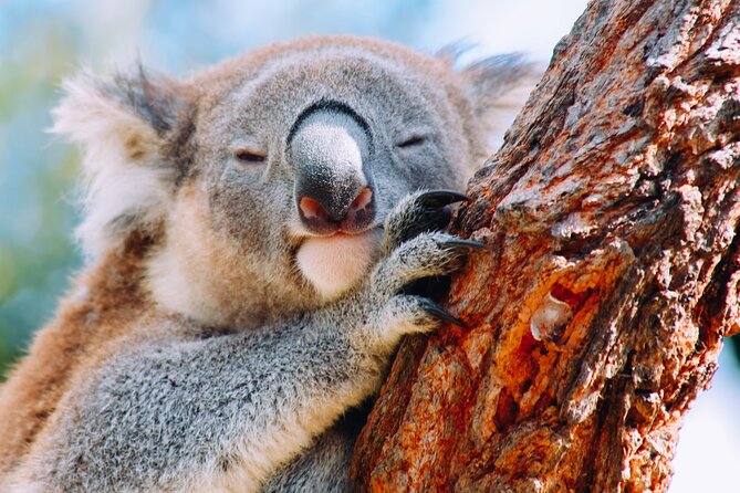 Wildlife, Waterfalls and Wine Day Tour from Sydney - Bald Hill Lookout and the Sea Cliff Bridge