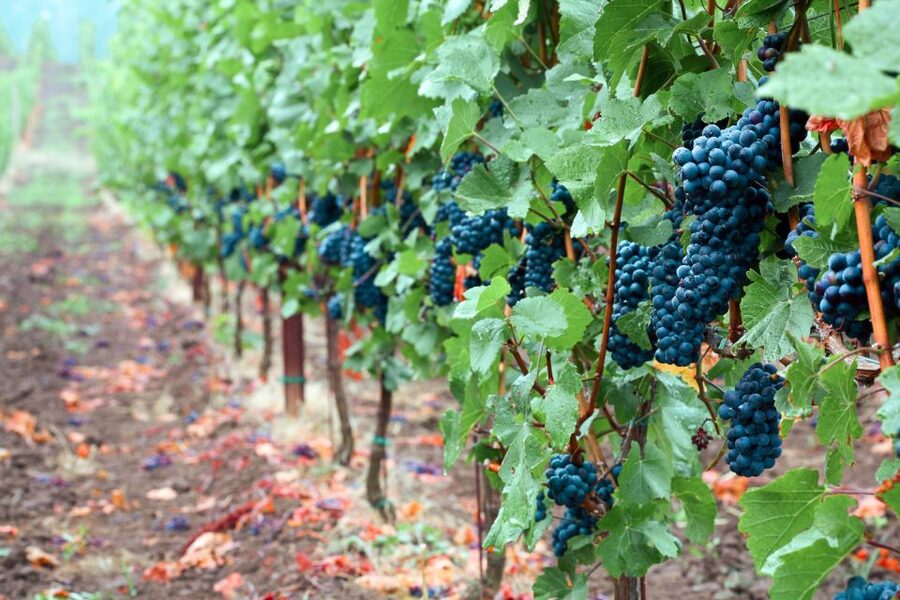 Willamette Valley Wine Tour - FAQ