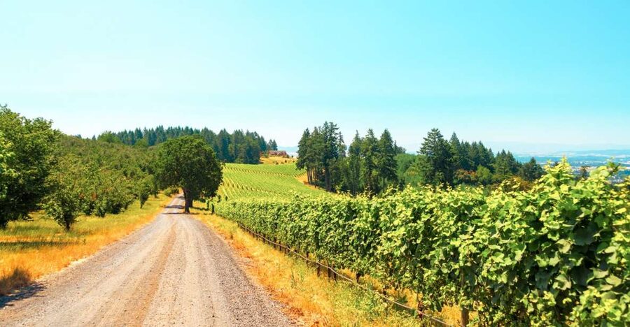Willamette Valley Wine Tour - Three winery stops, each with room to breathe