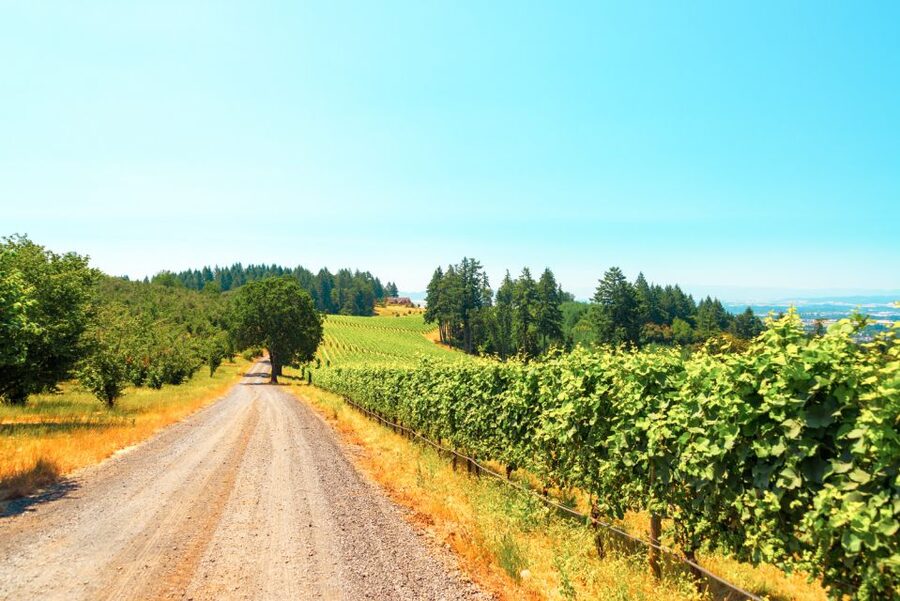 Willamette Valley Wine Tour - The best way to pace your day