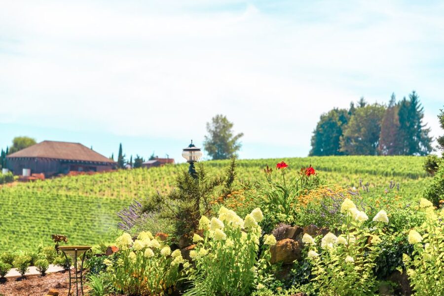 Willamette Valley Wine Tour - Should you book the Willamette Valley wine tour?