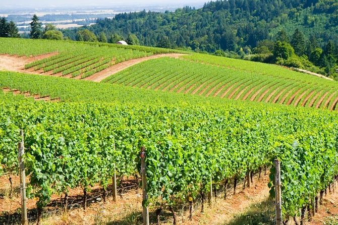 Willamette Valley Wine Tour from Portland - Key points to know before booking