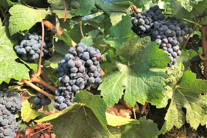 Willamette Valley Wine Tour from Portland - What the $145 price includes, and what it does not
