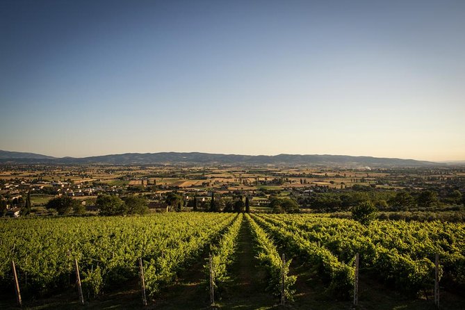 Wine and Cheeses - A short wine stop with plenty on the plate