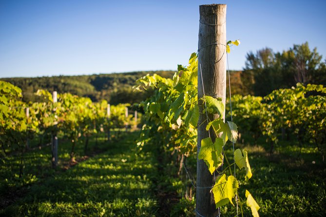 Wine and Lunch Escape - Why Nova Scotia wine tastes different