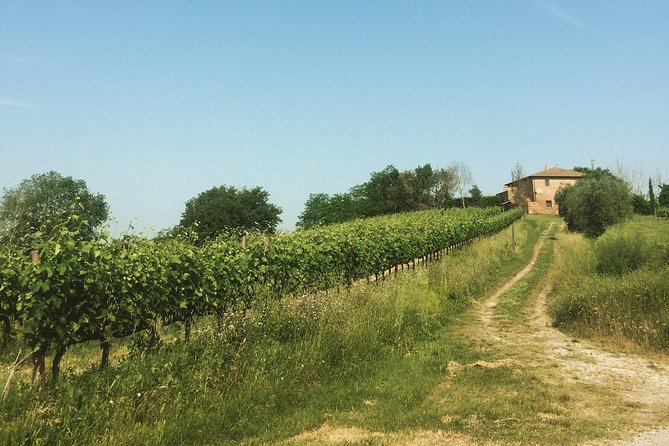 Wine and olive oil tastings with the locals - Cortona, Montepulciano, and the wider Tuscan setting