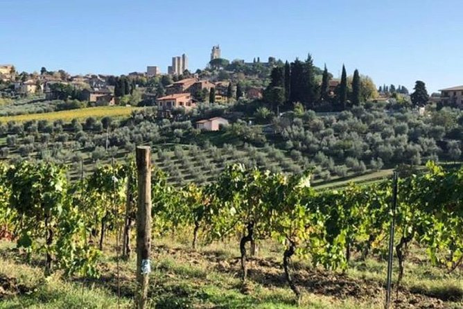 Wine and olive oil tastings with the locals - What makes the private format worth the price