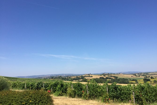 Wine and olive oil tastings with the locals - Timing, transport, and the pace of the day