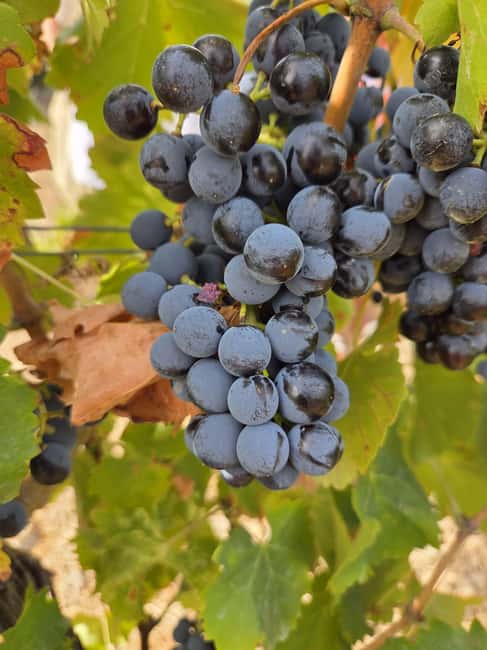 Wine Experience around Cagliari - The guides and the human side of the visit