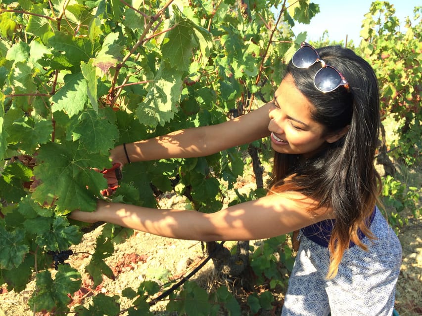 Wine Experience around Cagliari - Group size, timing, and comfort