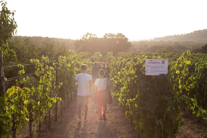 Wine Experience: vineyard, wines and food - Sunset, stone walls, and the social side