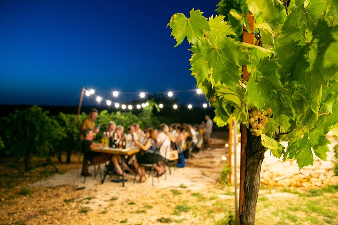 Wine Experience: vineyard, wines and food - Four wines with an Apulian table of snacks