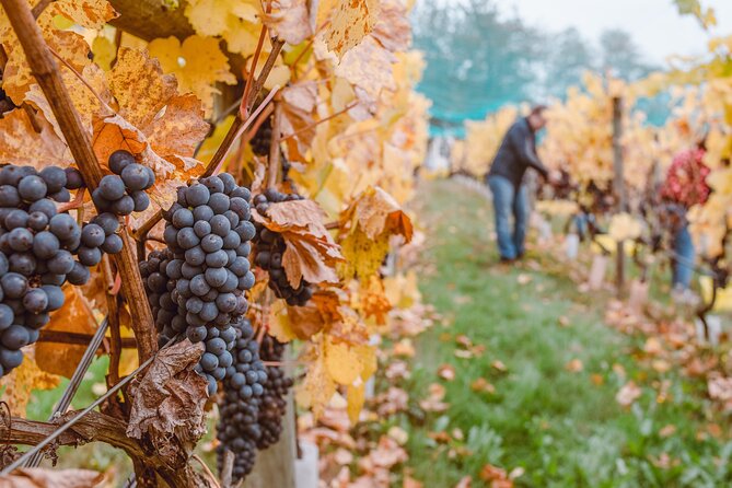 Wine Lovers - Revel in a Countryside Lunch with tasty wines! - Who should book this wine outing?