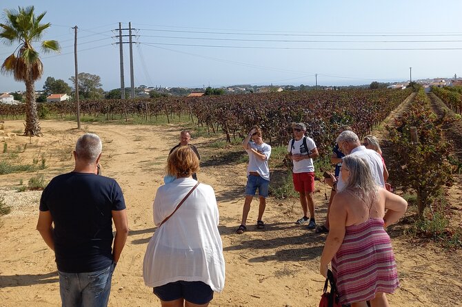 Wine Lovers: Winery Tour w/ Tasting & Tapas (Albufeira/Vilamoura) - What happens at the winery