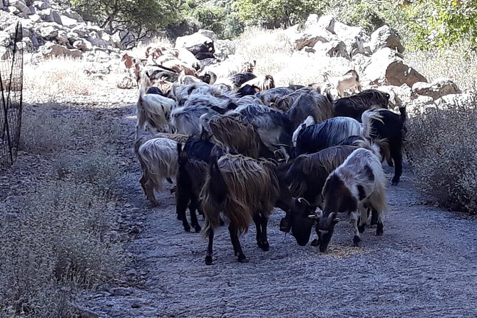 Wine & Olive Oil Tour with Lunch at Milia Mountain Retreat - Topolia Gorge and the return through the mountains