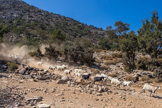 Wine & Olive Oil Tour with lunch at the White Mountains - Omalos Plateau and the entrance to Samaria Gorge